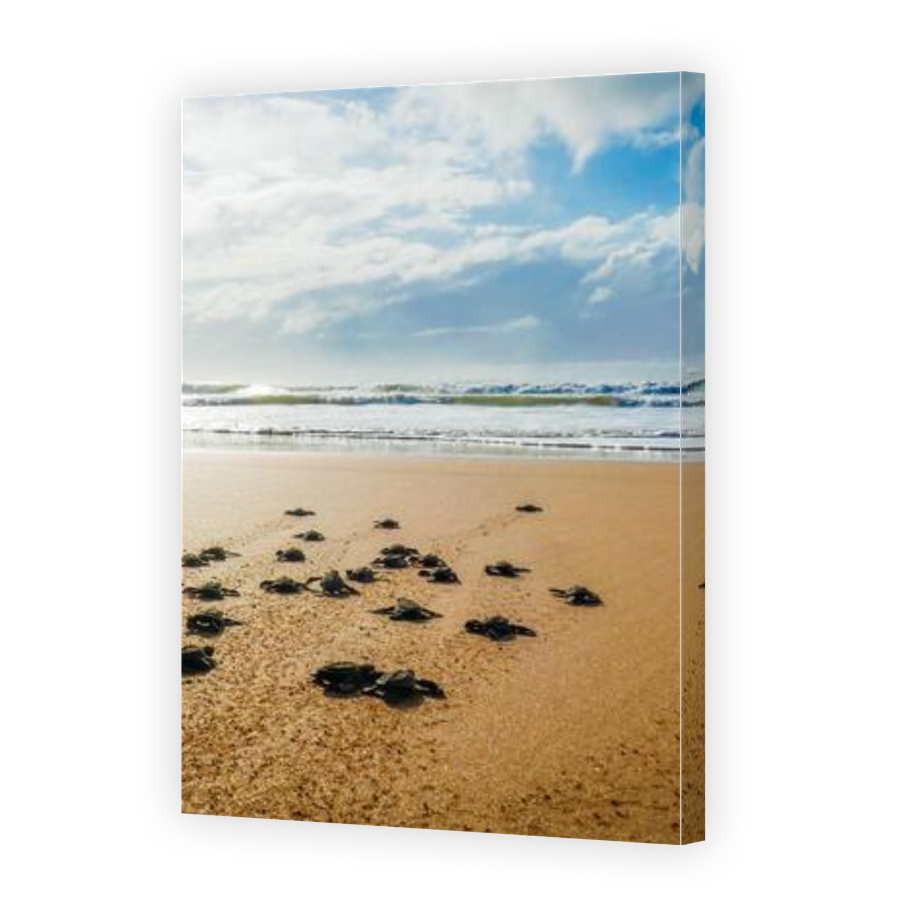 Thumbnail for Canvas - Gallery Canvas Wrap