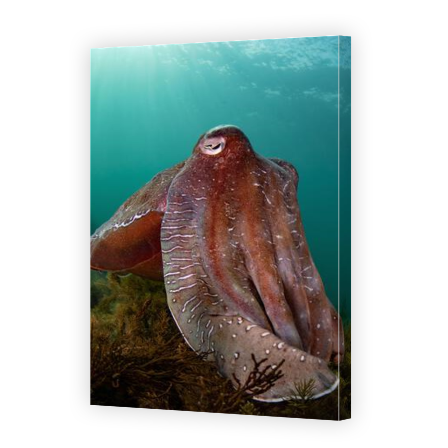Thumbnail for Canvas - Gallery Canvas Wrap