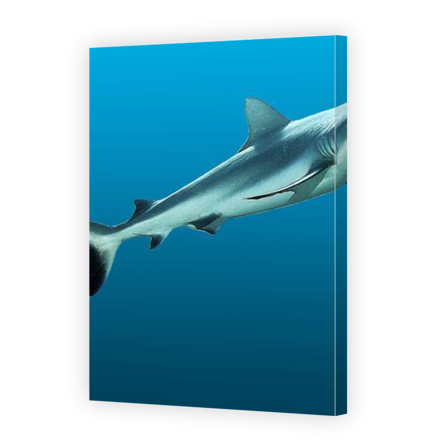 Thumbnail for Canvas - Gallery Canvas Wrap