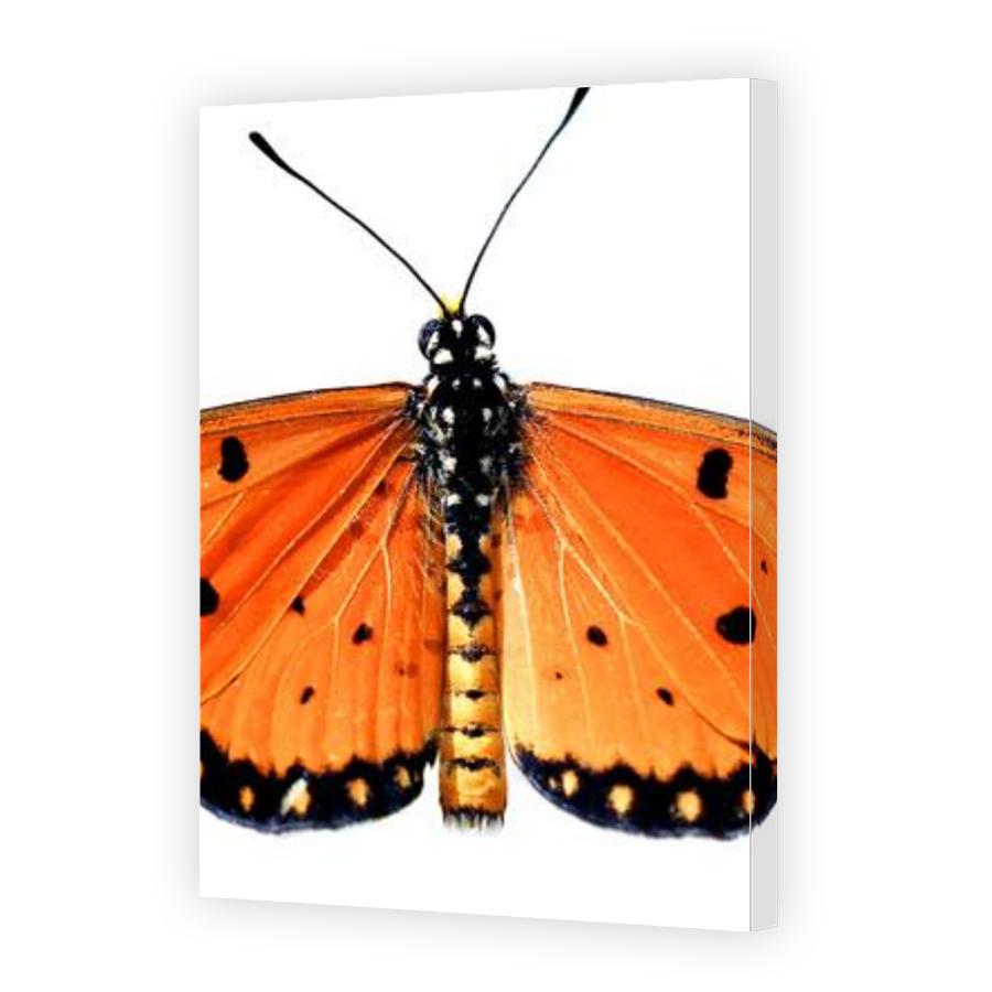 Thumbnail for Canvas - Gallery Canvas Wrap