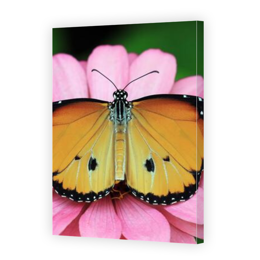 Thumbnail for Canvas - Gallery Canvas Wrap