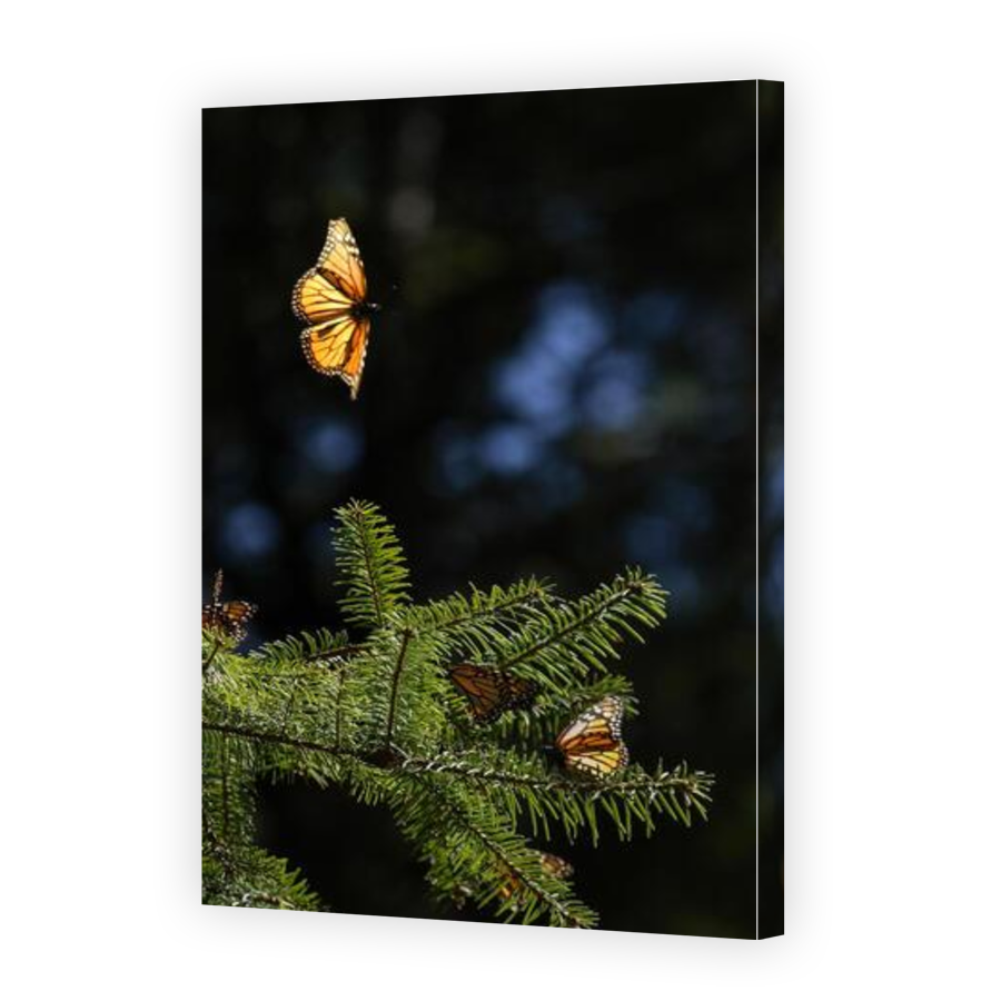 Thumbnail for Canvas - Gallery Canvas Wrap