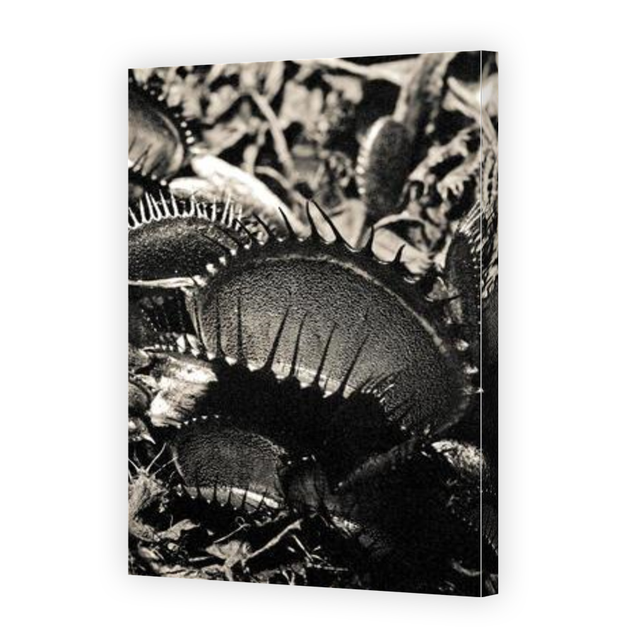 Thumbnail for Canvas - Gallery Canvas Wrap