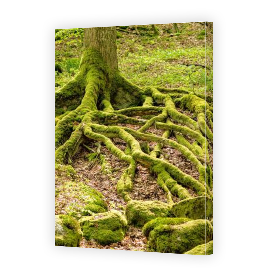 Thumbnail for Canvas - Gallery Canvas Wrap