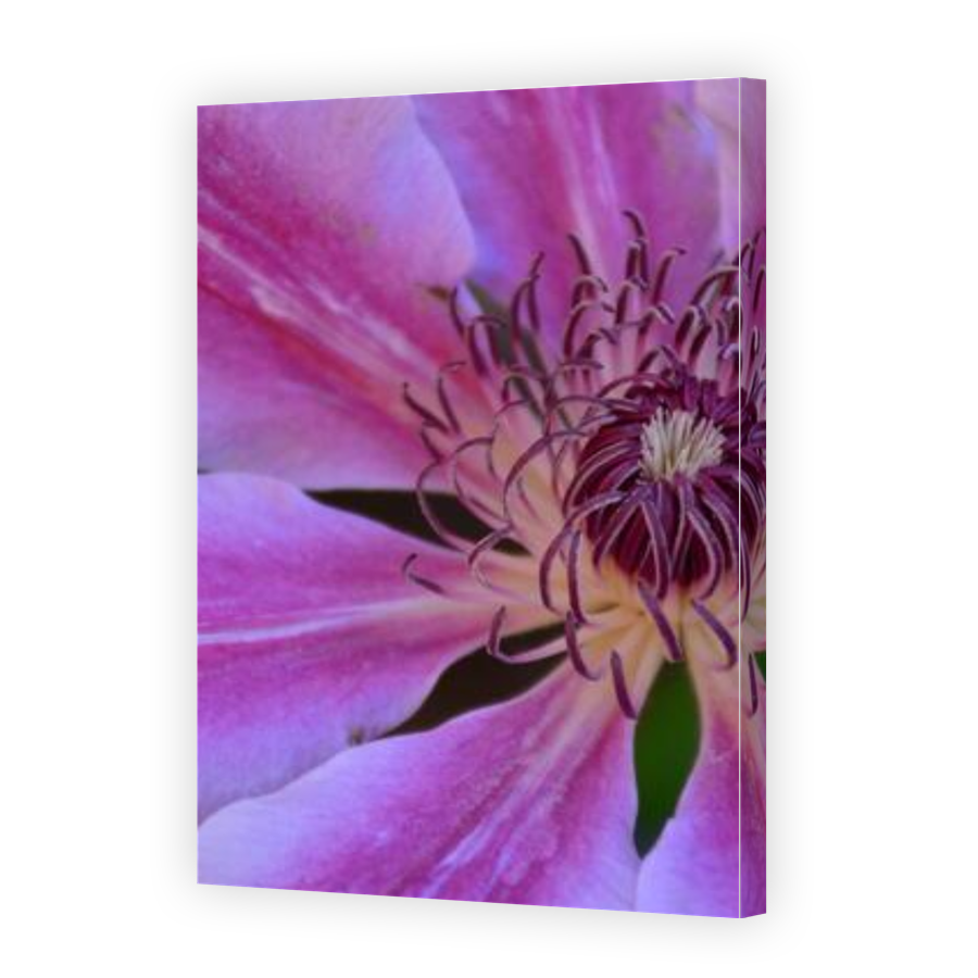 Thumbnail for Canvas - Gallery Canvas Wrap