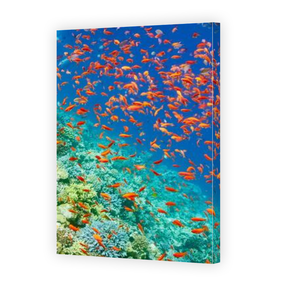 Thumbnail for Canvas - Gallery Canvas Wrap