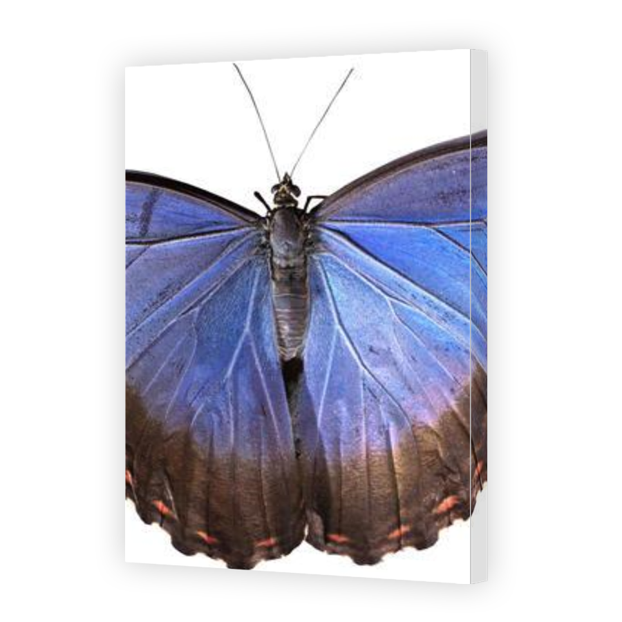 Thumbnail for Canvas - Gallery Canvas Wrap