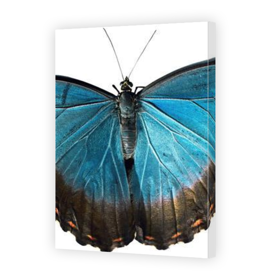 Thumbnail for Canvas - Gallery Canvas Wrap