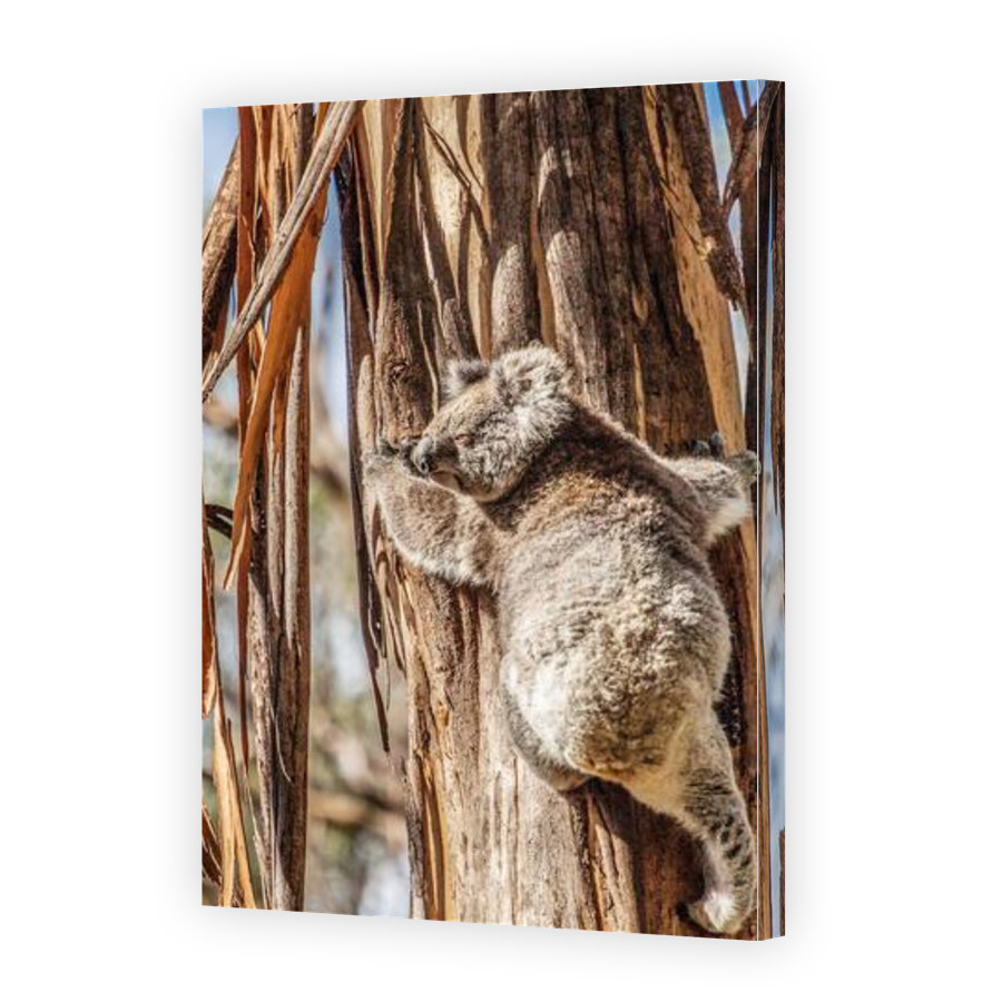 Thumbnail for Canvas - Gallery Canvas Wrap