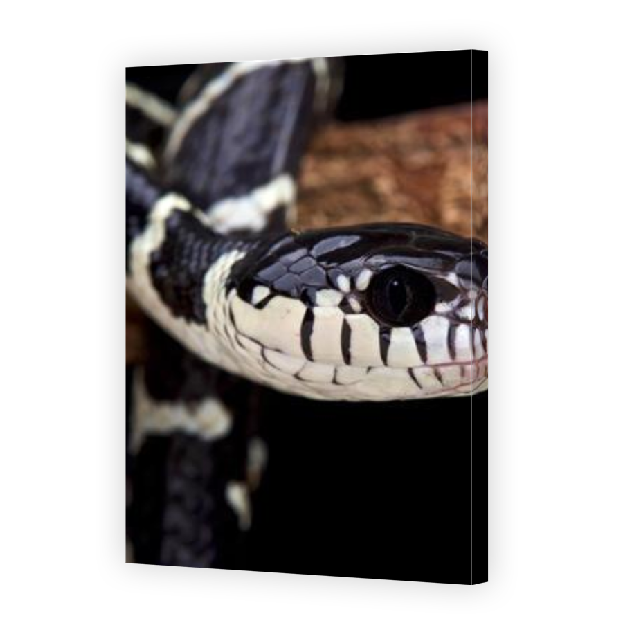 Thumbnail for Canvas - Gallery Canvas Wrap