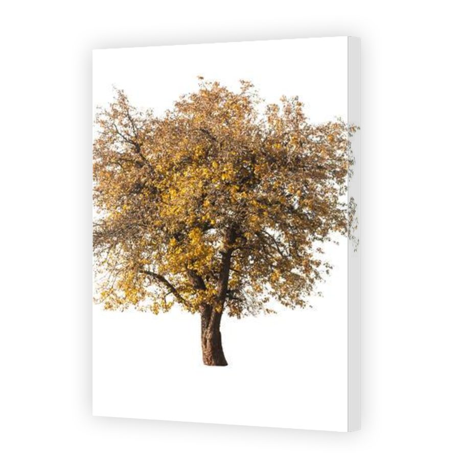 Thumbnail for Canvas - Gallery Canvas Wrap