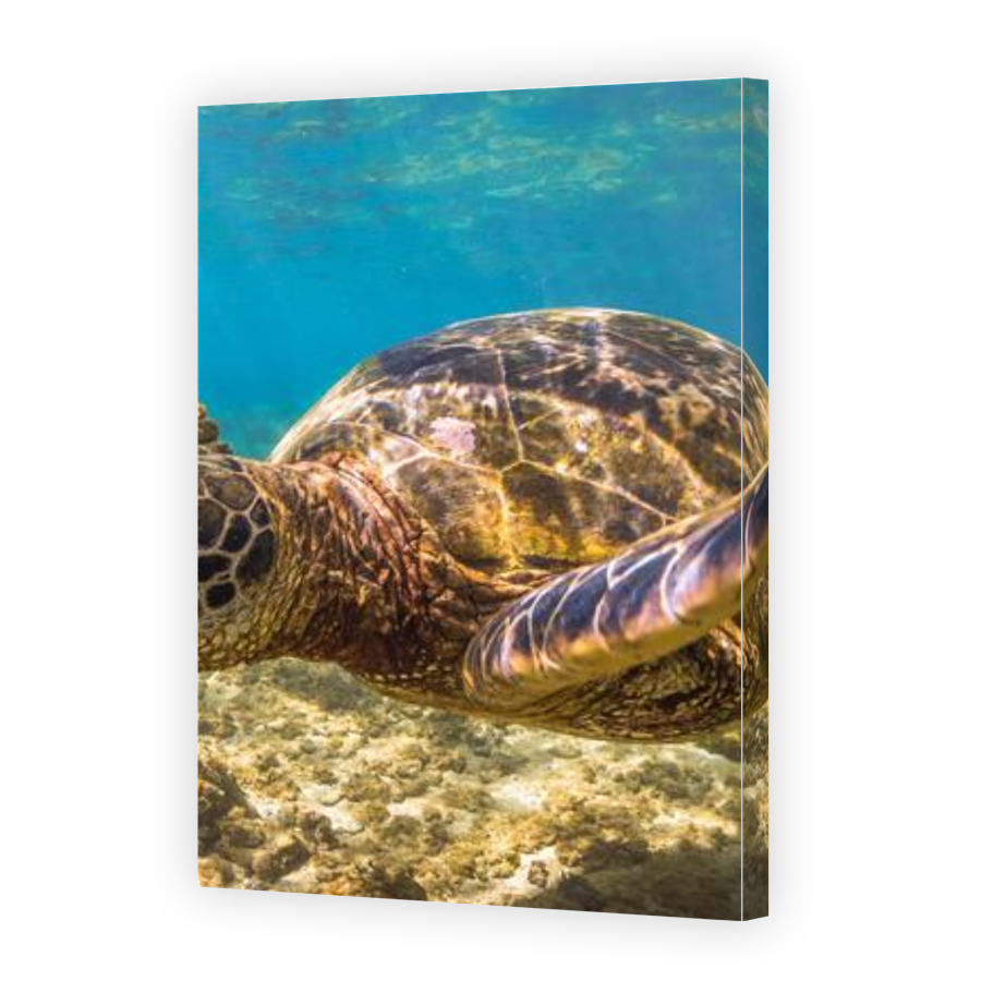 Thumbnail for Canvas - Gallery Canvas Wrap
