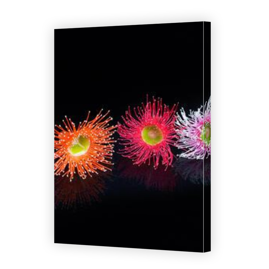 Thumbnail for Canvas - Gallery Canvas Wrap