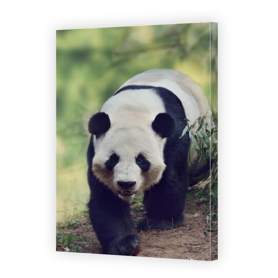 Thumbnail for Canvas - Gallery Canvas Wrap