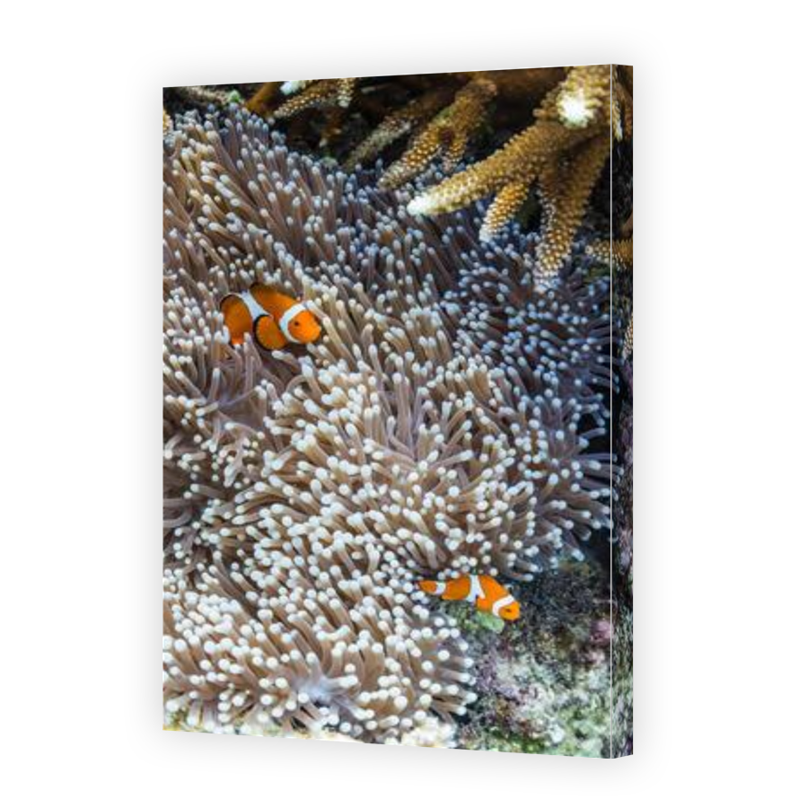Thumbnail for Canvas - Gallery Canvas Wrap