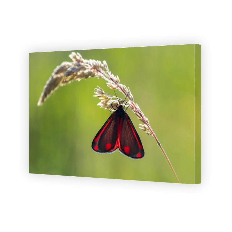 Thumbnail for Canvas - Gallery Canvas Wrap