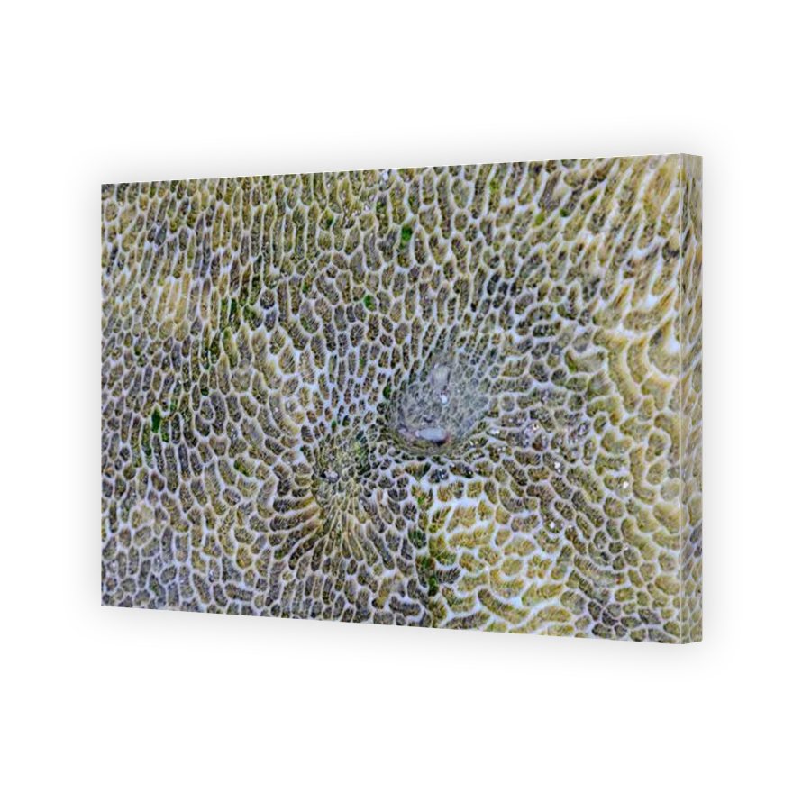 Thumbnail for Canvas - Gallery Canvas Wrap