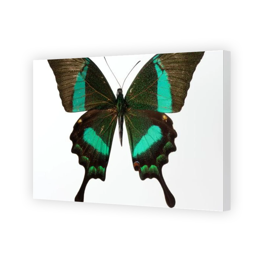 Thumbnail for Canvas - Gallery Canvas Wrap