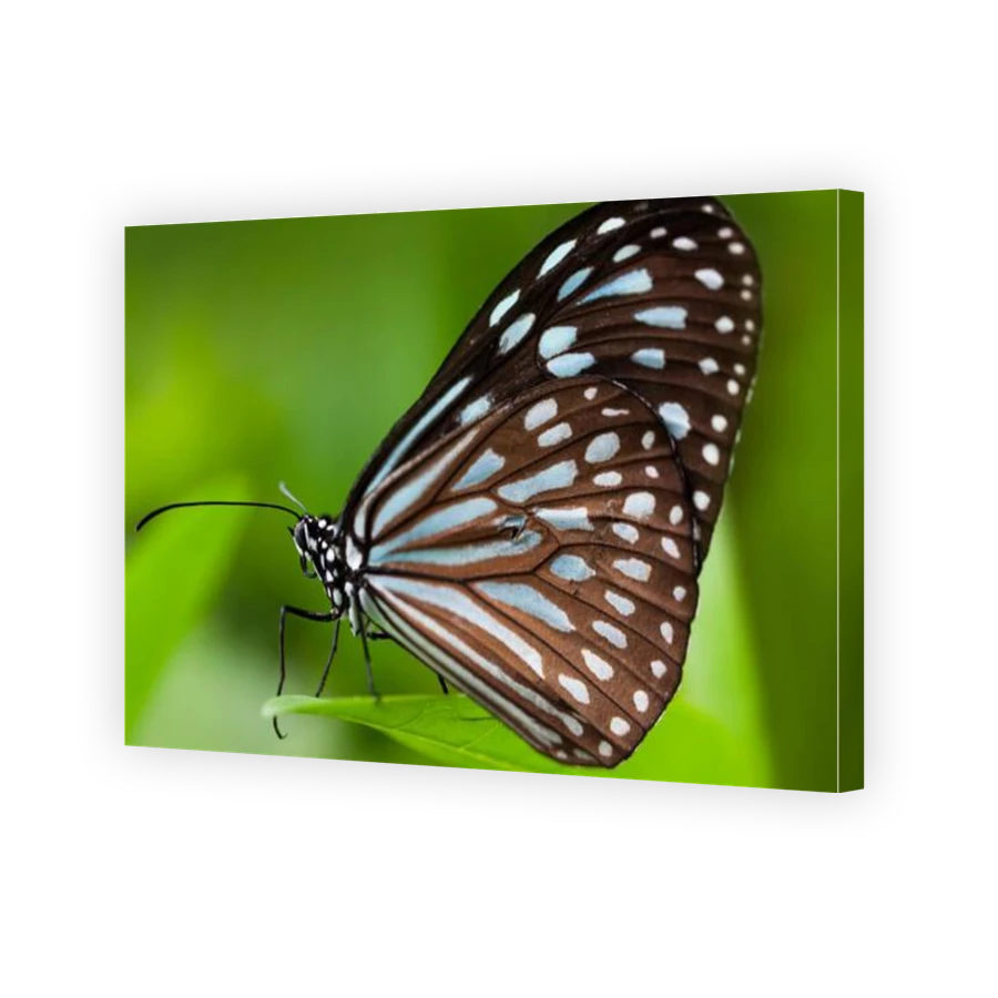 Thumbnail for Canvas - Gallery Canvas Wrap