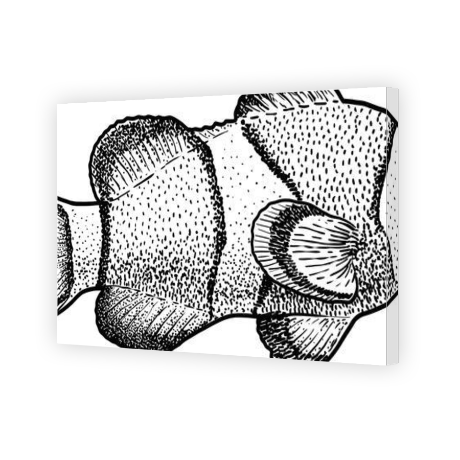 Thumbnail for Canvas - Gallery Canvas Wrap