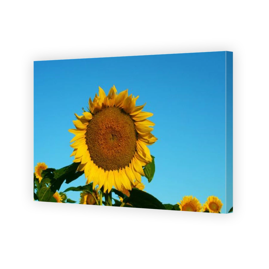Thumbnail for Canvas - Gallery Canvas Wrap