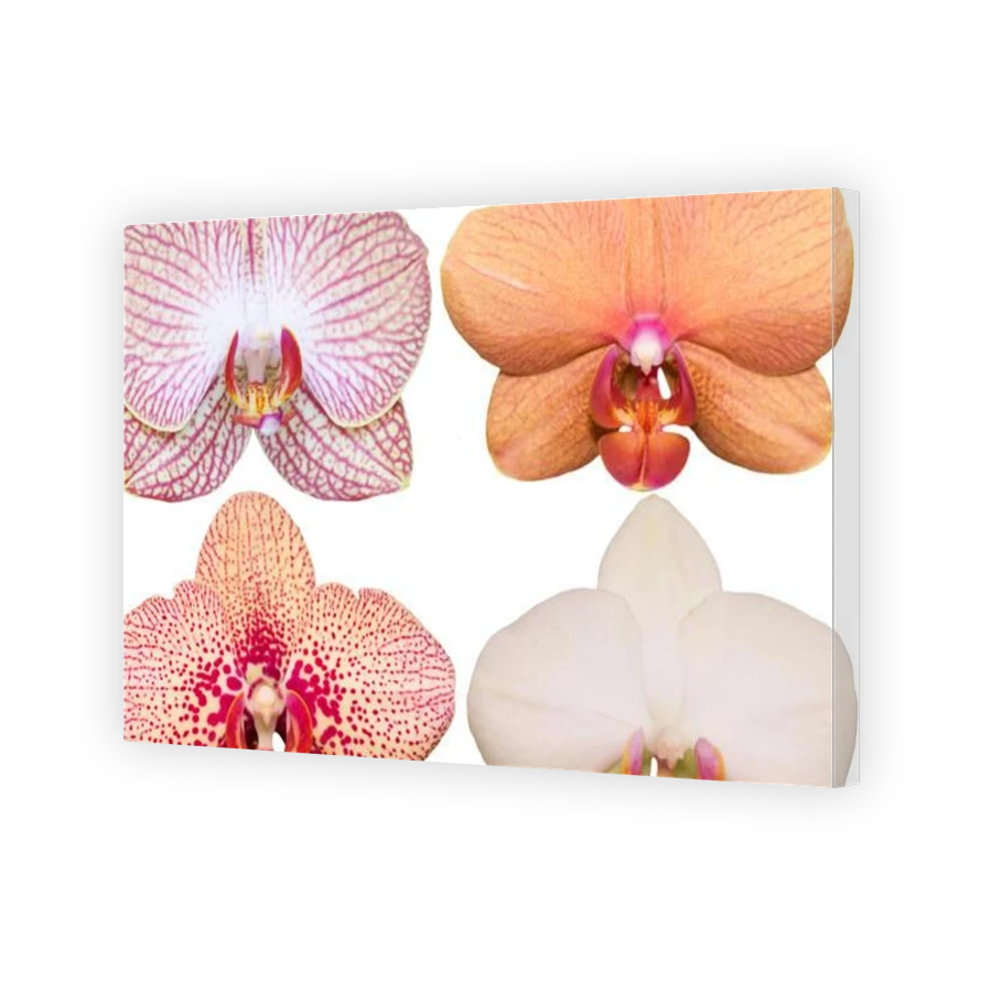 Thumbnail for Canvas - Gallery Canvas Wrap