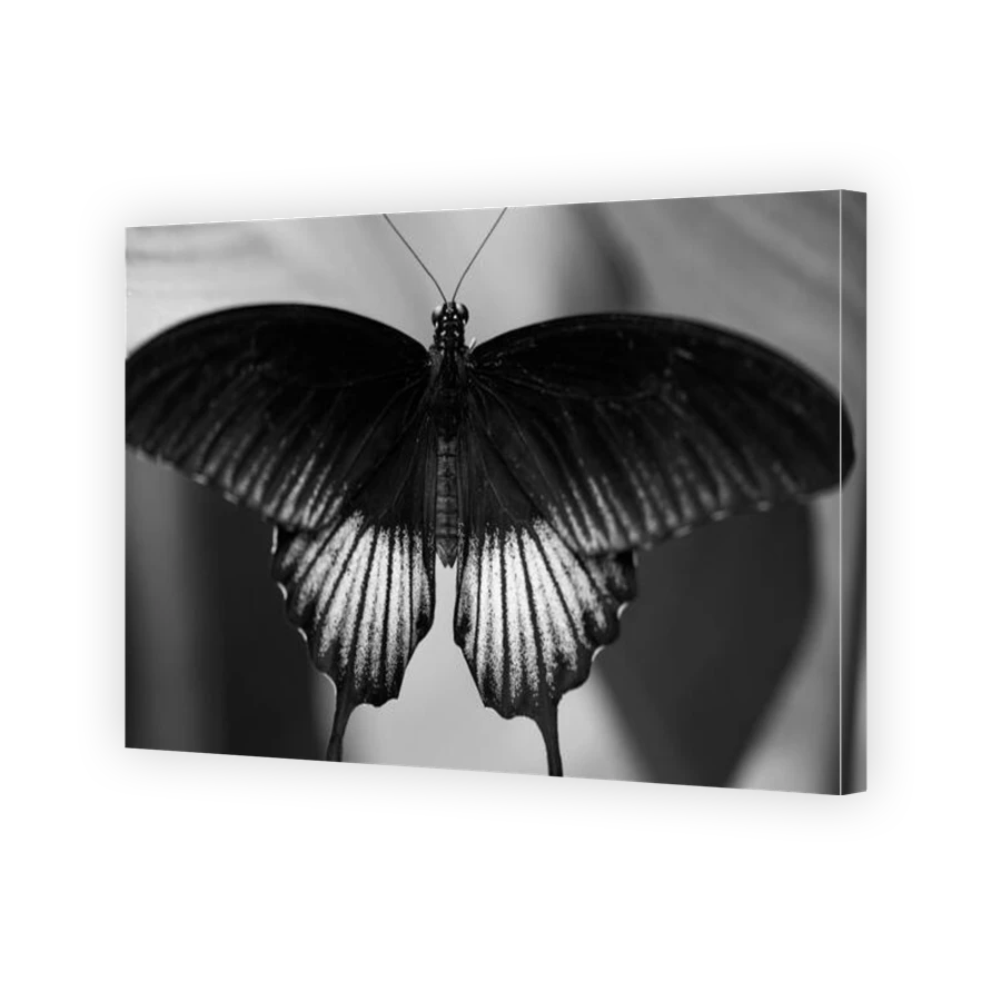 Thumbnail for Canvas - Gallery Canvas Wrap