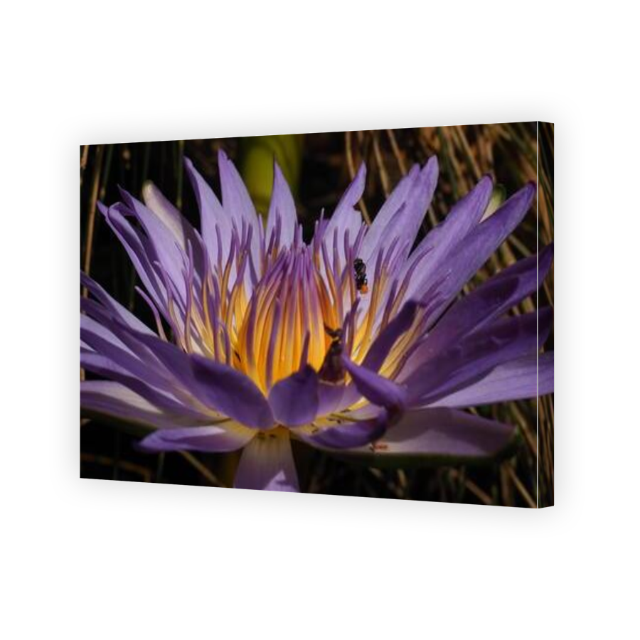 Thumbnail for Canvas - Gallery Canvas Wrap