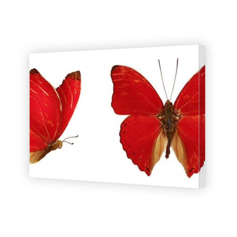 Thumbnail for Canvas - Gallery Canvas Wrap
