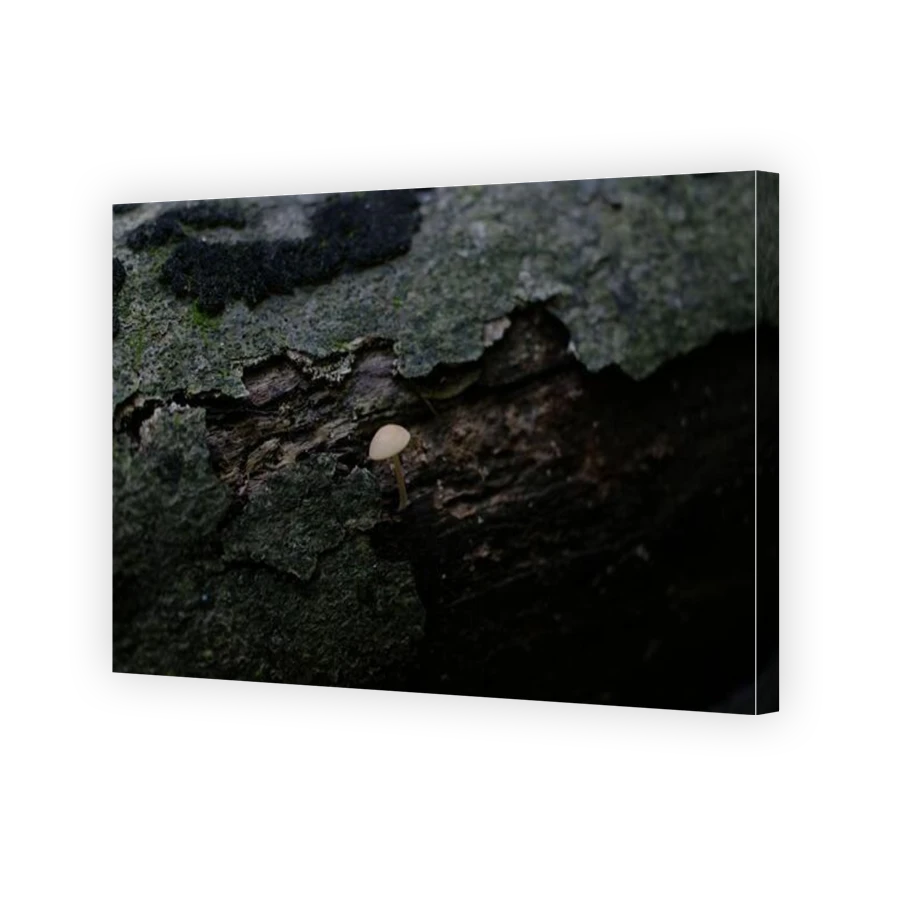 Thumbnail for Canvas - Gallery Canvas Wrap