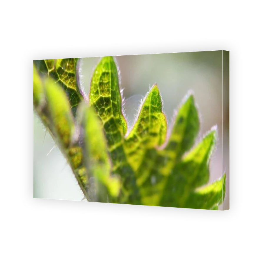 Thumbnail for Canvas - Gallery Canvas Wrap