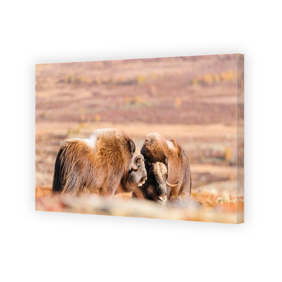 Thumbnail for Canvas - Gallery Canvas Wrap