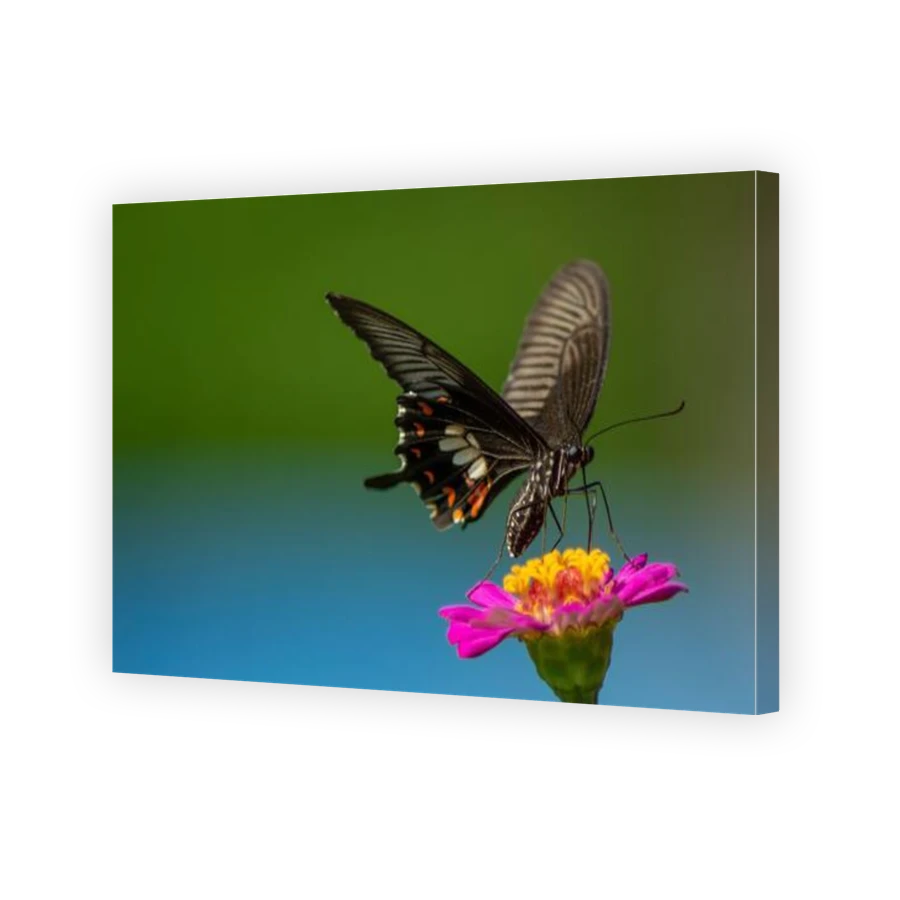 Thumbnail for Canvas - Gallery Canvas Wrap