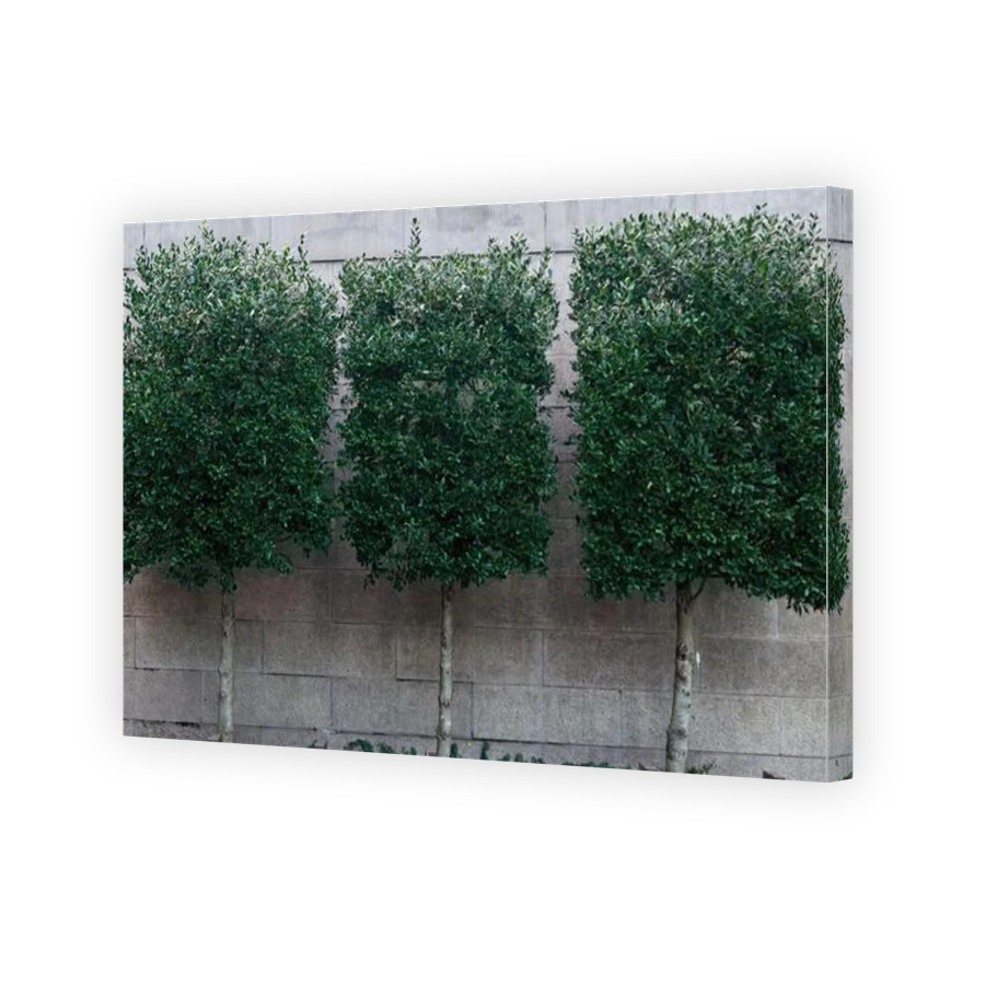 Thumbnail for Canvas - Gallery Canvas Wrap