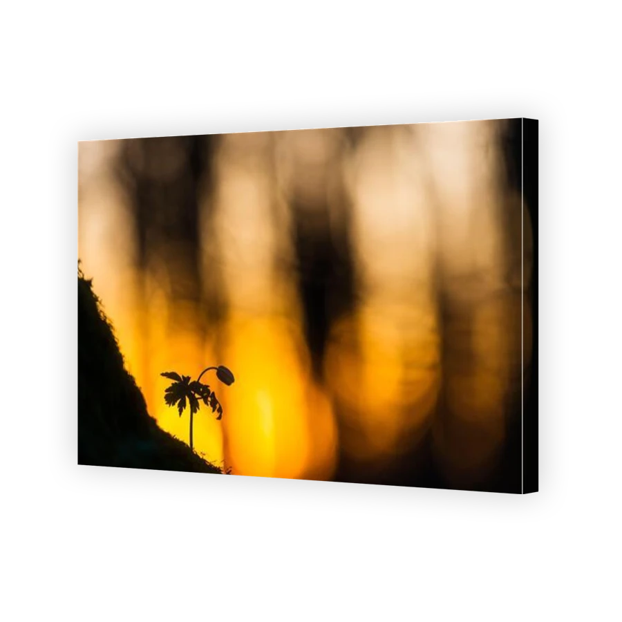 Thumbnail for Canvas - Gallery Canvas Wrap