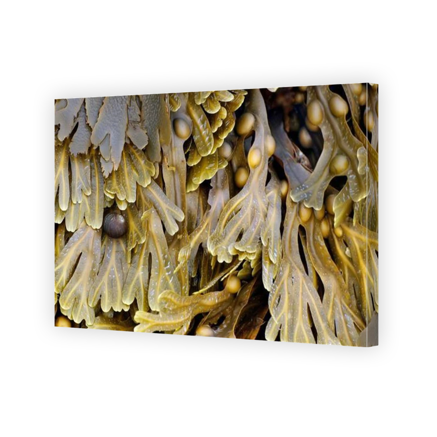 Thumbnail for Canvas - Gallery Canvas Wrap