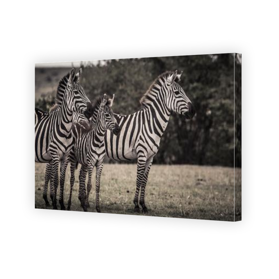 Thumbnail for Canvas - Gallery Canvas Wrap