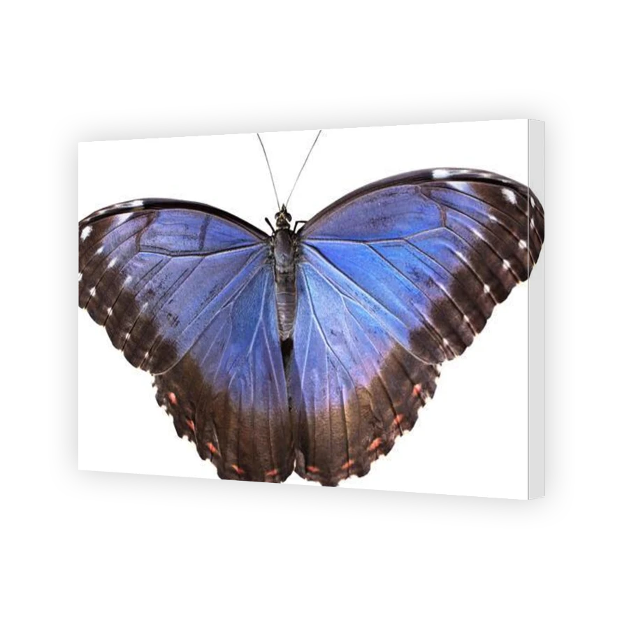 Thumbnail for Canvas - Gallery Canvas Wrap
