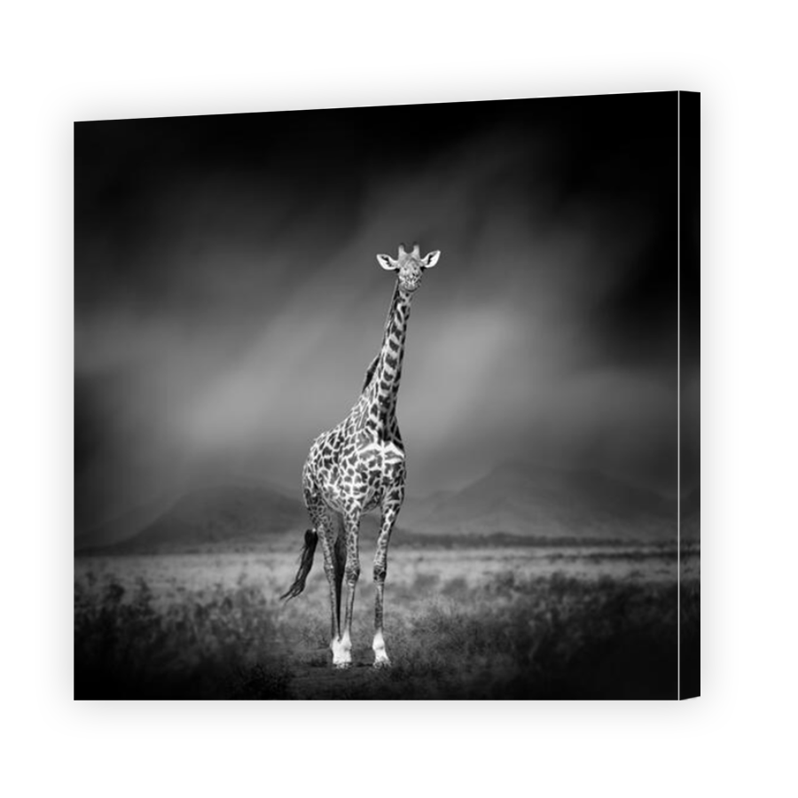 Thumbnail for Canvas - Mirror Image Canvas Wrap