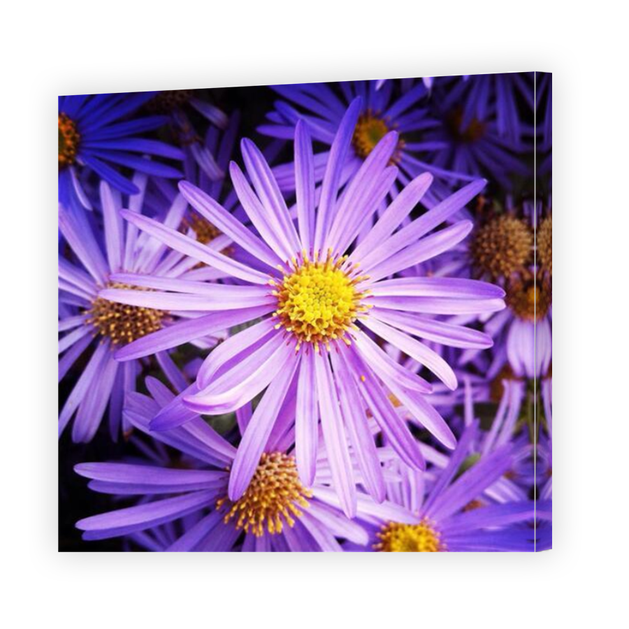 Thumbnail for Canvas - Mirror Image Canvas Wrap