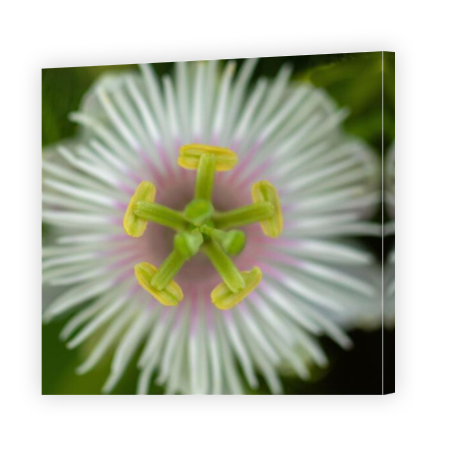 Thumbnail for Canvas - Mirror Image Canvas Wrap