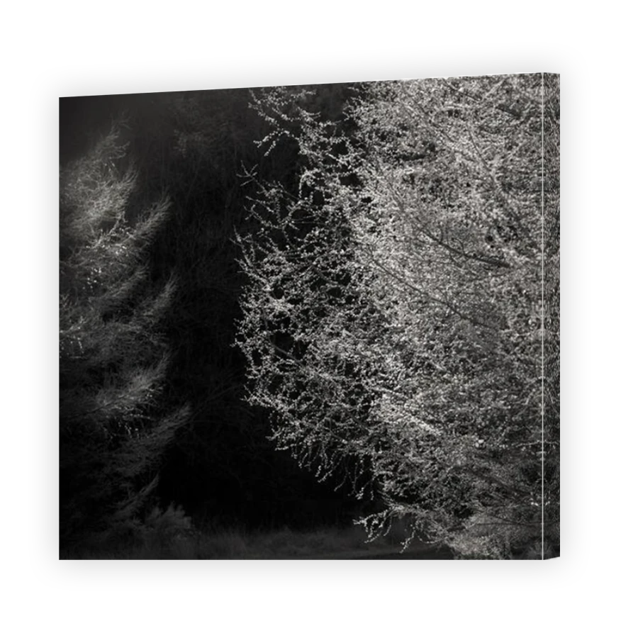 Thumbnail for Canvas - Mirror Image Canvas Wrap