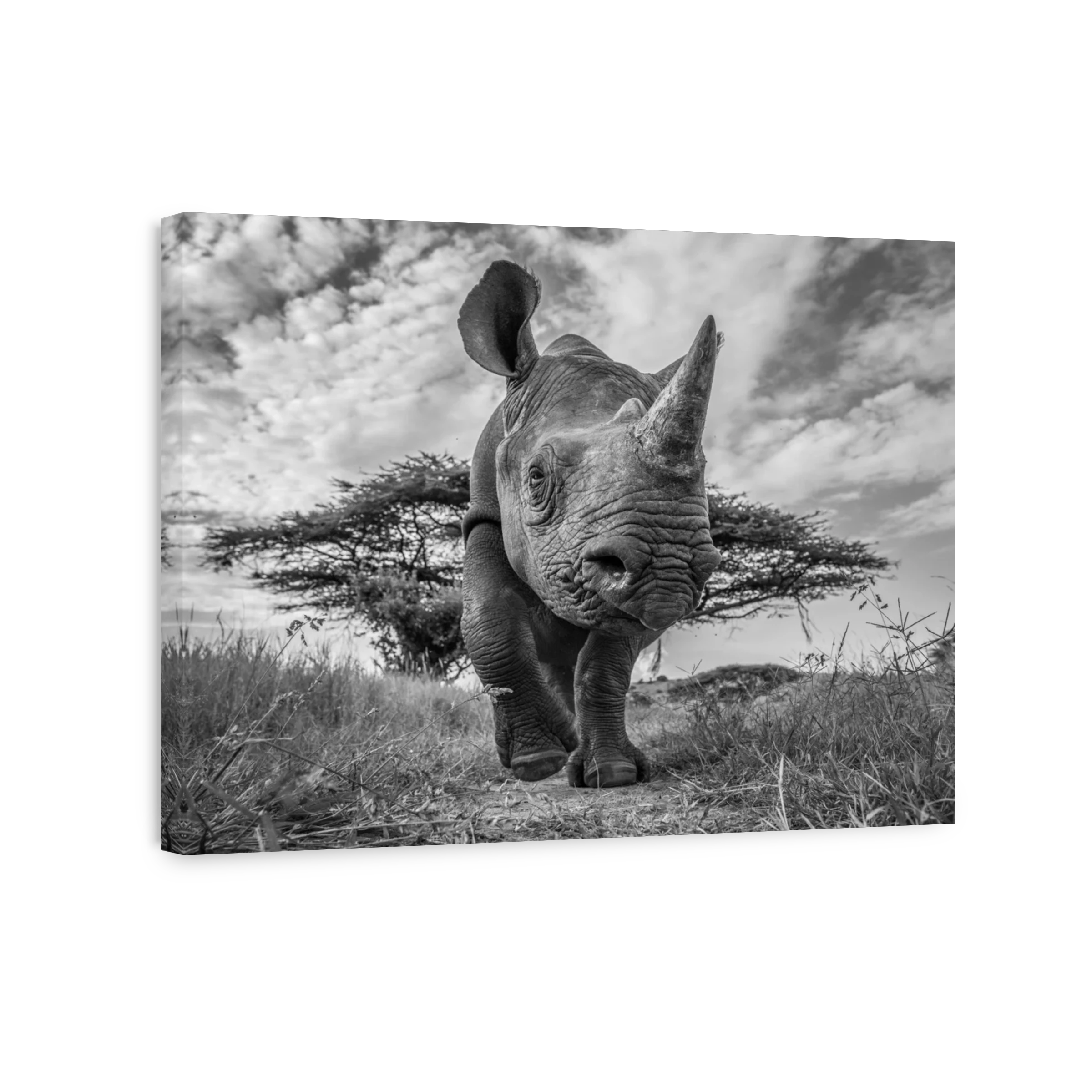 Dramatic Rhino Portrait in African Landscape | Canvas Factory