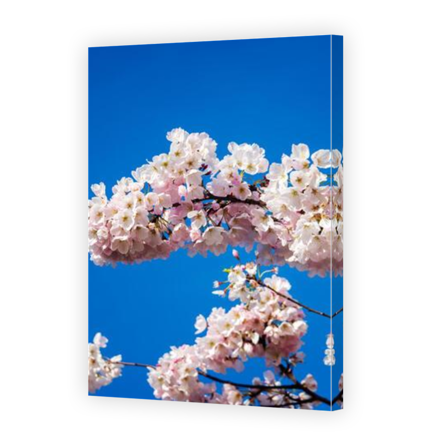 Thumbnail for Canvas - Mirror Image Canvas Wrap