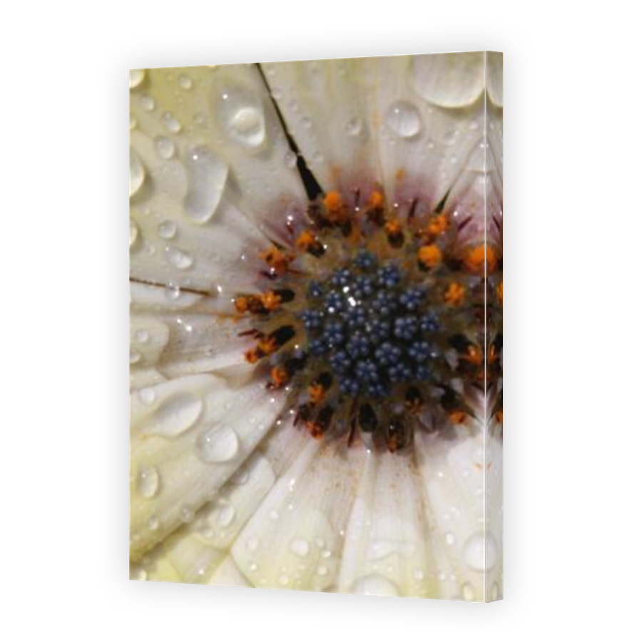 Thumbnail for Canvas - Mirror Image Canvas Wrap