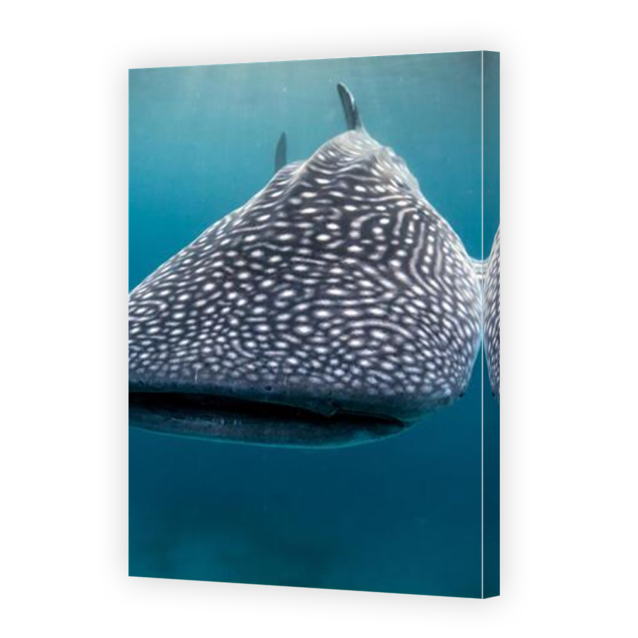 Thumbnail for Canvas - Mirror Image Canvas Wrap