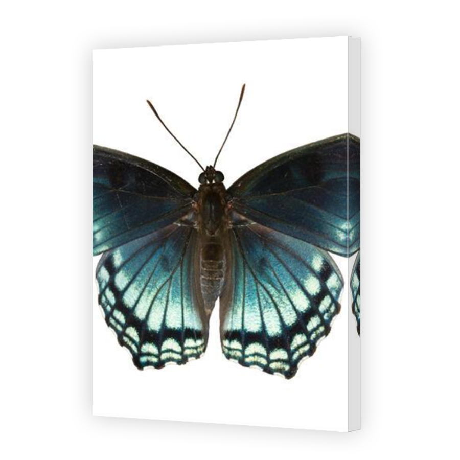 Thumbnail for Canvas - Mirror Image Canvas Wrap