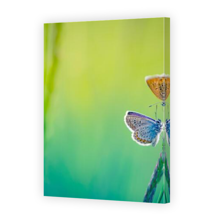 Thumbnail for Canvas - Mirror Image Canvas Wrap
