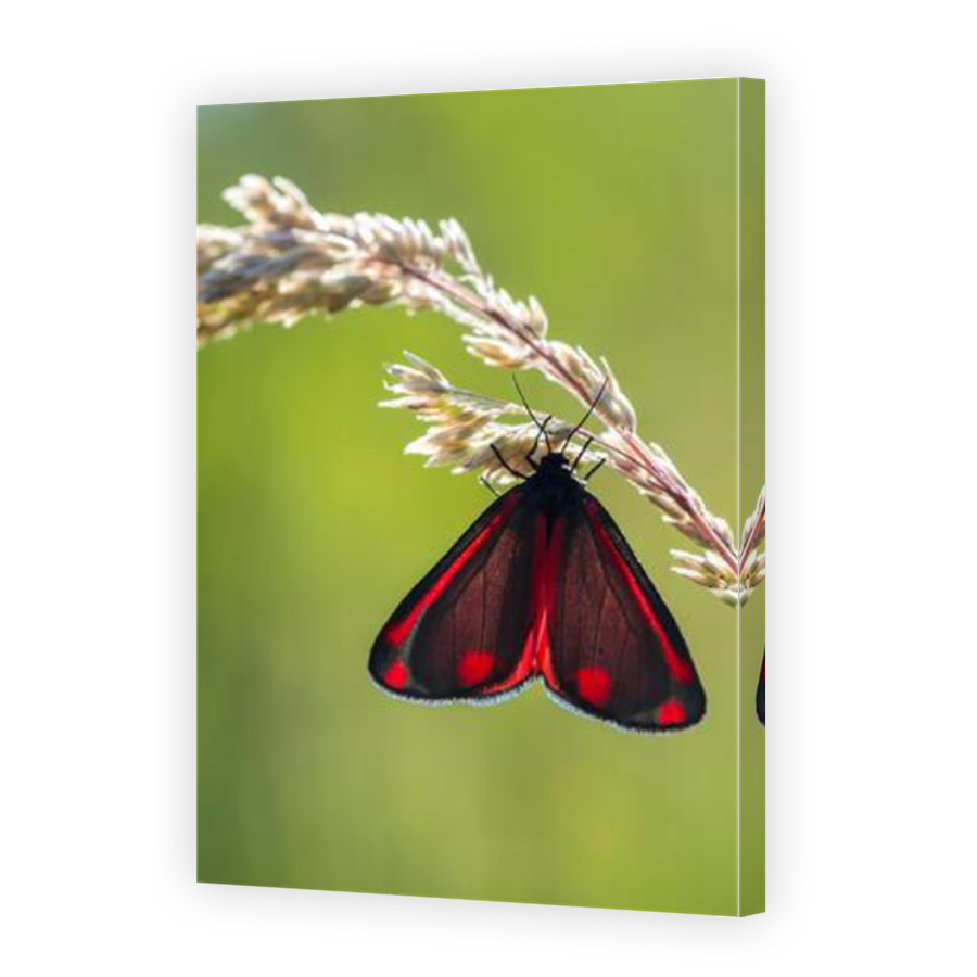 Thumbnail for Canvas - Mirror Image Canvas Wrap