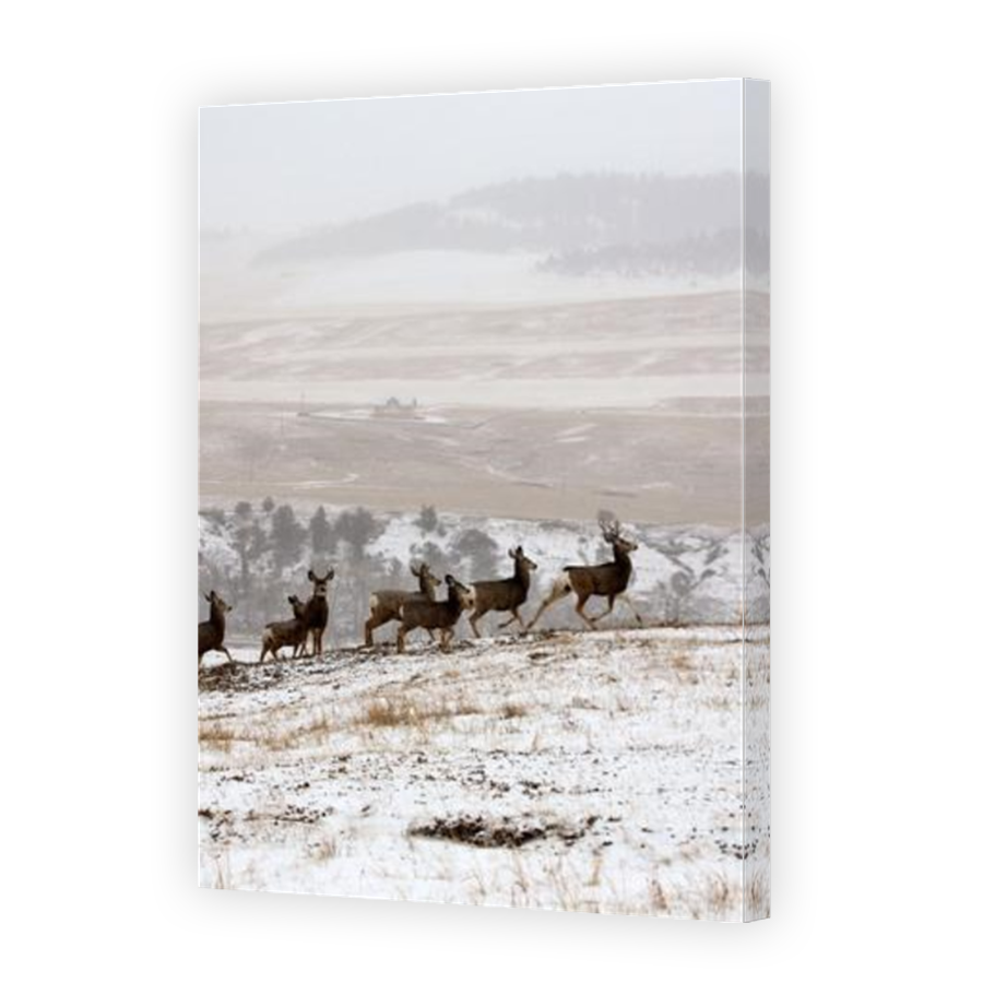 Thumbnail for Canvas - Mirror Image Canvas Wrap